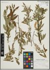 Foto von Salix arbusculoides Andersson